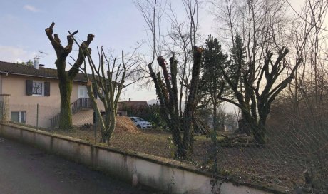 Pensez à la taille de vos arbres pour l'hiver - Paysagiste à Annecy