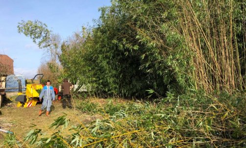 Taille de  haie de Bambous à Chapeiry  